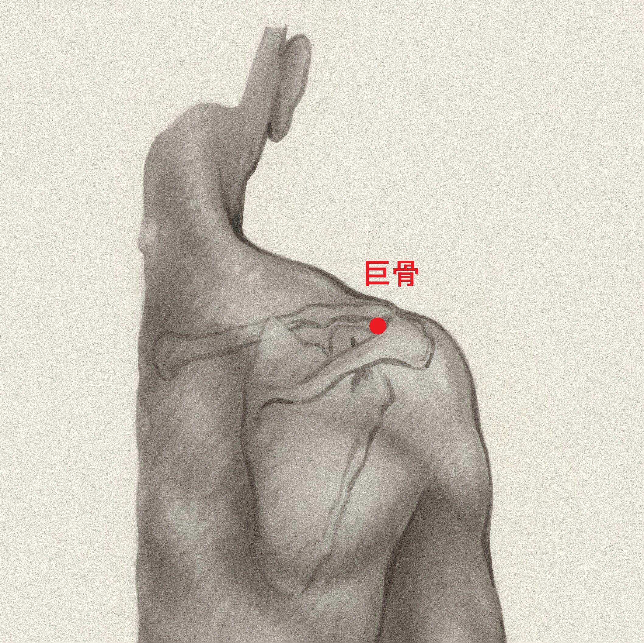 【肩こりのツボ】巨骨を押すとなぜ肩がゆるむ?──起始停止部刺激とゴルジ腱器官の視点から | AMASHI WAVElog